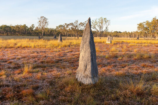 Pointed grey termite mounds in the Northern Territory outback