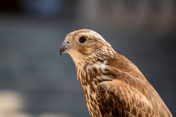 Close-up of falcon's head