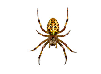 Detailed macro view of spider with long legs isolated on transparent background
