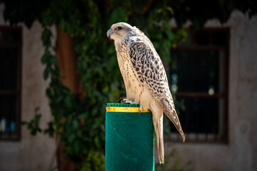 Exposure of Falcon for sale in Souq Waqif, Doha, Qatar, Middle East
