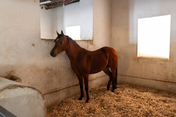 Close up of horse head in paddock. horses at ranch. farm for breeding expensive Arabian horses in Doha, Qatar.