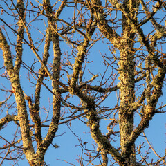 European Goldfinch Carduelis carduelis perched on lichen covered tree
