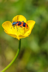 Colorful bee beetle Trichodes alvearius on buttercup macro closeup