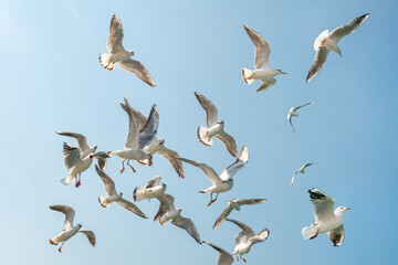 seagulls flying in the clear blue sky. a group of seagulls flying in sky