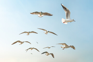 seagulls flying in the clear blue sky. a group of seagulls flying in sky