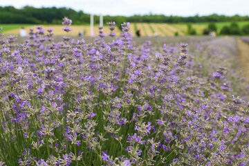 Lavender bushes on field. Sun gleam over purple flowers of lavender.  Bees on flowers. Closeup view...