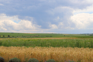 Obraz premium Beautiful wheat harvest in the countryside. Ears of wheat growing in an agricultural field on a sunny day. Unripe cereals. Healthy eating and organic food concept.