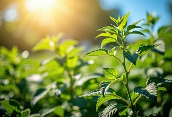 Fresh green plant leaves illuminated by sunlight in a natural outdoor setting