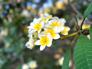 Vibrant cluster of white and yellow tropical plumeria flowers blooming on a green branch, surrounded by lush foliage, showcasing the beauty of nature in a serene environment. Copy space