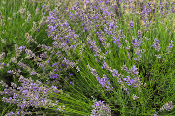 Lavender bushes on field. Sun gleam over purple flowers of lavender.  Bees on flowers. Closeup view...
