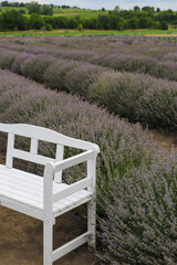 Lavender bushes on the field and white swing. Sunlight over purple lavender flowers. Beautiful...