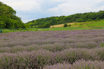 Lavender bushes on field. Sun gleam over purple flowers of lavender.  Bees on flowers. Closeup view...