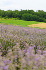 Lavender bushes on field. Sun gleam over purple flowers of lavender.  Bees on flowers. Closeup view...