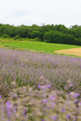 Lavender bushes on field. Sun gleam over purple flowers of lavender.  Bees on flowers. Closeup view...