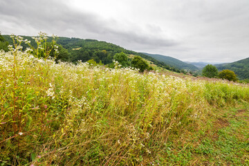 mountainous countryside on a cloudy day. rustic grassland in transcarpathia region. landscape with rural hay field on hill near the forest. village in the distant valley