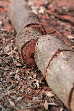Fallen log cut with chainsaw for firewood