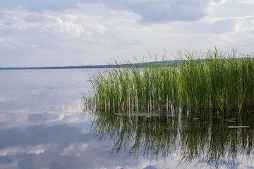 Picturesque river bank with tall green reeds and reflection in the water