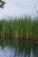 Picturesque river bank with tall green reeds and reflection in the water