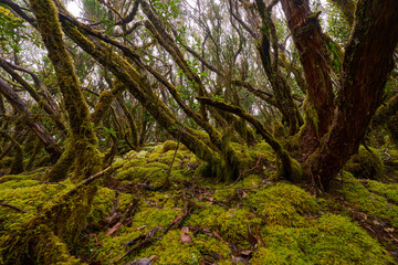 Laurisilva forest with twisted mossy trees