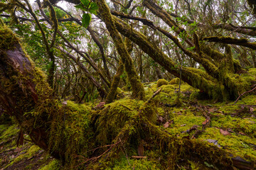 Laurisilva forest with twisted mossy trees