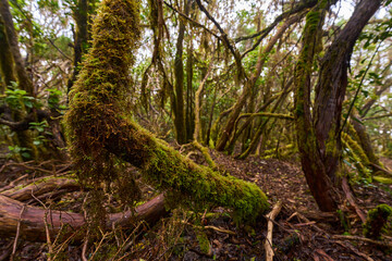 Laurisilva forest with twisted mossy trees