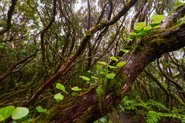 Fototapeta premium Mossy tree with epiphytes