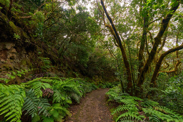Forest trail with ferns and moss