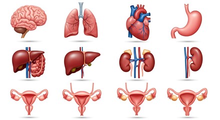Human Anatomy Illustrations of Major Organs and Systems