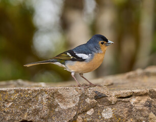 Blue Tenerife finch on ground