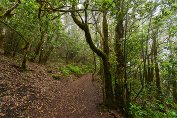 Hiking trail through laurisilva forest