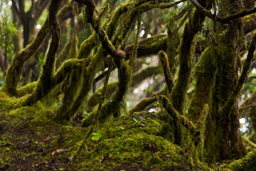 Laurisilva forest with twisted mossy trees