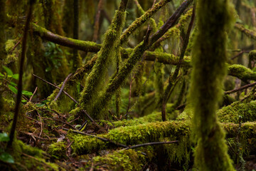 Fototapeta premium Laurisilva forest with twisted mossy trees