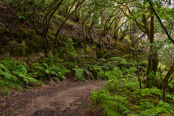 Hiking trail through laurisilva forest