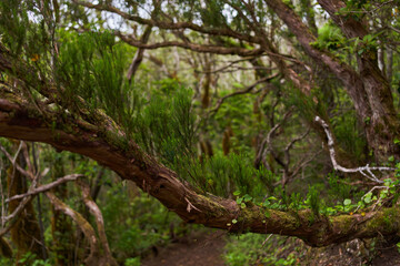 Mossy tree with epiphytes