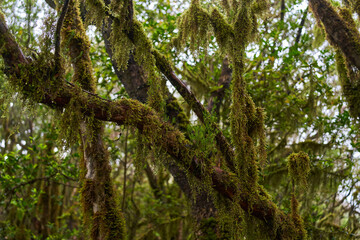 Laurisilva forest with twisted mossy trees