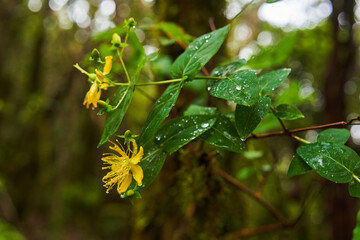 Hypericum grandifolium in Anaga forest
