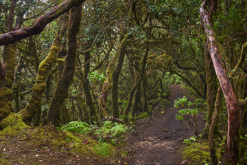 Forest trail with ferns and moss