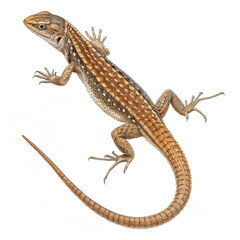 Naklejka premium Desert Lizard Macro