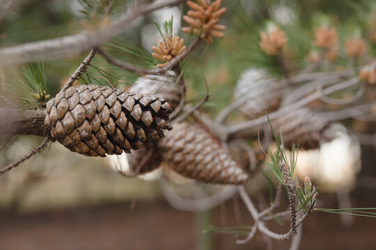 Close up of pinecones on pine tree
