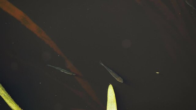 Little Fish swimming in dark water