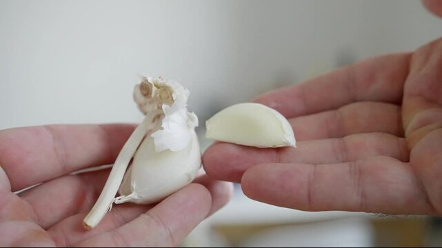 Hands are skillfully peeling garlic cloves, highlighting fresh ingredients that are essential for a culinary dish. Slow motion