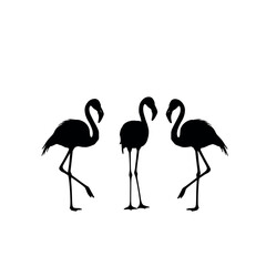 flamingo silhouettes vector illustration