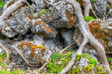 Natural rock formation with moss and tree roots in a forest setting