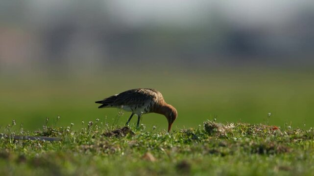 Black-tailed godwit bird foraging in green landscape, close ground view
