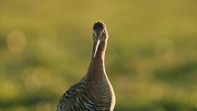 Black-tailed godwit bird stands in green landscape, close frontal portrait