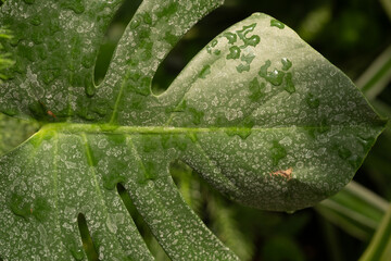 Macro of dew-covered monstera deliciosa leaf – concept: tropical hydration and natural surface...