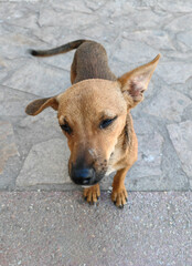 Portrait of Brown Mixed-Breed Puppy on the Street – Wide Angle Perspective