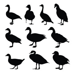Obraz premium goose silhouette