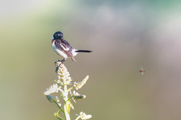 虫を目で追うノビタキ