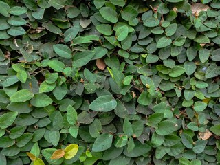 Green creeping fig vine leaves on wall texture background